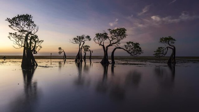 The dancing mangrove tree at Sumba Island, Indonesia during sunset