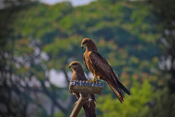 hawk 