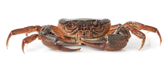 Orange Crab isolated on white background, Fresh seafood, Serrated mud crab, Thai mountain crab.
