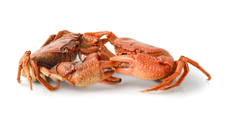 Orange Crab isolated on white background, Fresh seafood, Serrated mud crab, Thai mountain crab.