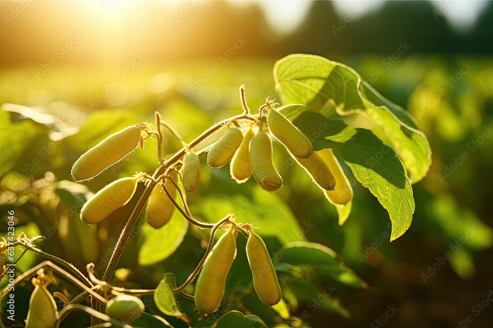 Poster Soybean pods on agricultural soybean plantation