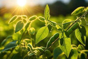 Soybean pods on soybean plantation, in sunlight background