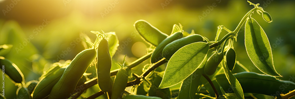 Sticker Green Soybean field background