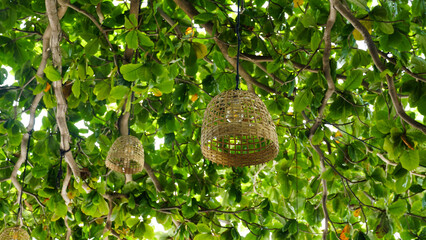 Bamboo basket lamp hanging under the big old tree