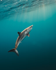 Close encounter with Mako shark mexico