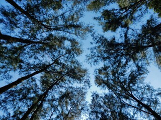 trees in the sky