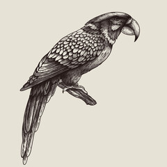 Vintage monochrome tropical fantasy bird parrot, isolated hand drawn birds