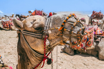 Camels Await Near Giza Pyramids