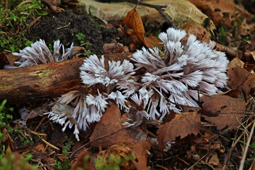 Wild forest closeup macro shots of mushrooms