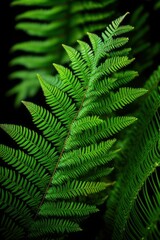 Fototapeta na wymiar Detailed close up of a vibrant green fern leaf Generative AI 