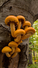 Beautiful yellow mushroom grown on a tree trunk. Pholiota squarrosa fungus with restricted edibility on a beech