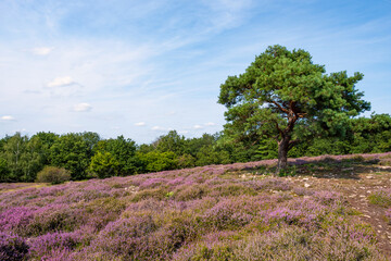 View over the flowering heath near Neu Bamberg/Germany in Rhineland-Palatinate