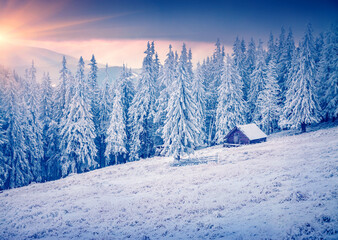Frosty winter sunrise in mountain farm with snow covered fir trees. Majestic outdoor scene, Happy New Year celebration concept. Beauty of countryside concept background..