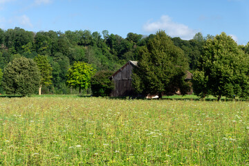 Fototapeta na wymiar Wiese, Wald mit landwirtschaftlichem Gebäude