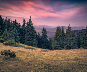 Excellent autumn sunrise in Carpathian mountains. Dramatic morning scene of fir tree doodland....