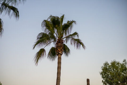 palm trees on the beach