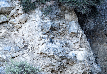 blue rock thrush sits on a rock in natural setting on a summer day