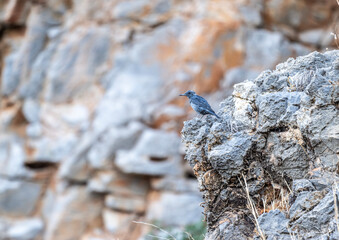 blue rock thrush sits on a rock in natural setting on a summer day
