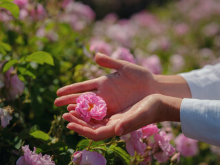 woman picking roses in Field of Damascena roses in sunny summer day . Rose petals harvest for rose...