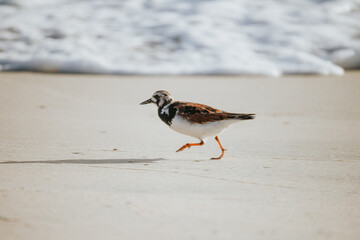 seagull on the beach
