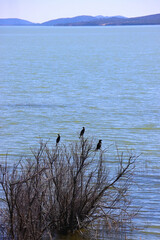 Black birds and bare tree on Lake Vrana, Croatia.