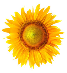 A beautiful sunflower isolated on white background. Single decorative garden flower sunflower.