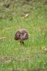 Baby peacock outside on the lawn.