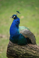 Fototapeta premium Adult male peacock resting on a trunk.