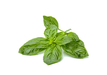 Sweet Green Basil Leaves isolated on white background