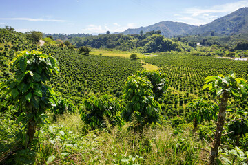 Fototapeta na wymiar Coffee plantation
