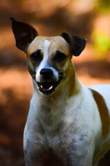 O CARAMELO É UM CACHORRINHO MUITO COMUM, MUITAS VEZES SOLTOS NAS RUAS, ABADONADOS OU SOLTO NAS TRILHAS PELO SERTAO