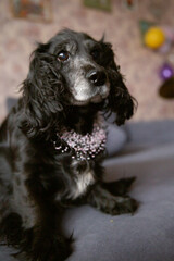 dog portrait with bows, cocker spaniel, pink beaded necklace, black dog, dog on sofa

