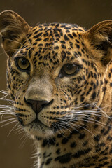 Close-up portrait of a leopard head.