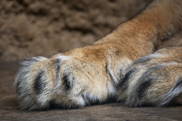 Naklejka premium Paw of an adult lion or lioness.