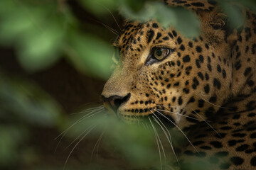 Portrait of a leopard head behind leaves.