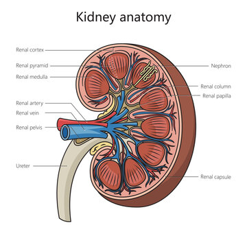 Human kidney anatomy structure diagram schematic vector illustration. Medical science educational illustration