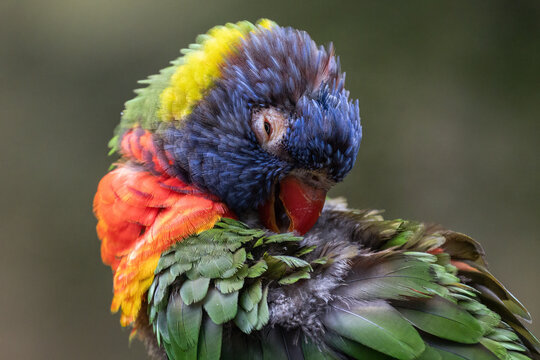A female parrot is cleaning her feathers.