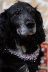 dog portrait with bows, cocker spaniel, pink beaded necklace, black dog, dog on sofa

