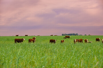 Countryside landscape with cows grazing, La Pampa, Argentina