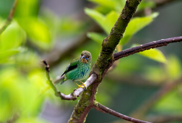 Small colorful bird on a branch in a dense tropical rainforest