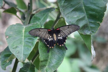 Mariposa negro blanco y rojo Papilio memnon, the great Mormon