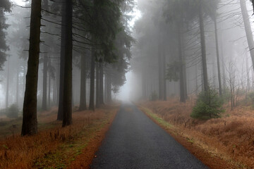 Road, forest and fog, autumn - 637444265