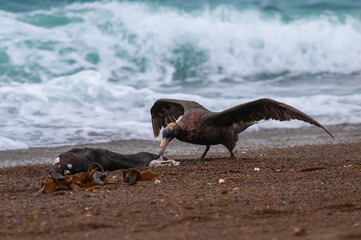 Giant Petrel , Peninsula Valdes, Unesco World heritage site, Chubut Province, Patagonia, Argentina.
