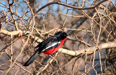 Crimson-Breasted Shrike enjoying morning sun in a thorn tree
