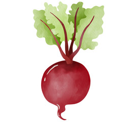 radish 