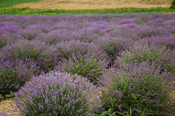 area of ​​lavender field, lavender bushes, purple flowers
