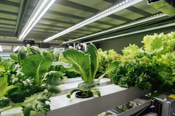 Environmentally friendly salad cultivation. Hydroponics in the room. Salads are grown in PVC pipes with useful minerals