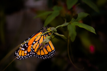 Butterfly, Farfalle 