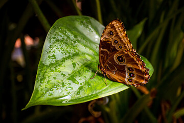 Butterfly, Farfalle 