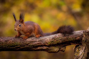 Red Squirel in the woods, scoiato rosso 